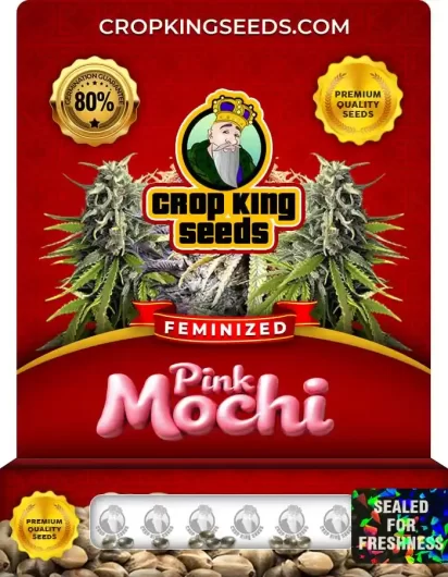 Pink Mochi Feminized