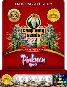 Pinkman Goo Feminized