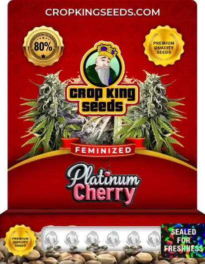 Platinum Cherry Feminized