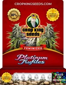 Platinum Trufiles Feminized