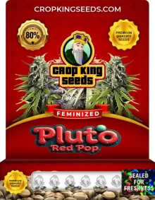 Pluto Red Pop Feminized