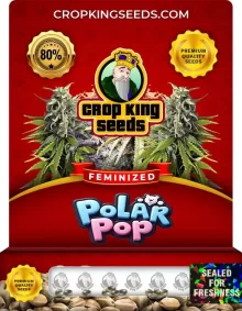 Polar Pop Feminized