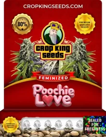 Poochie Love Feminized