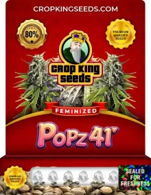 Popz 41 Feminized