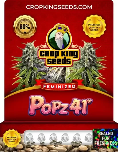 Popz 41 Feminized