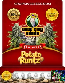 Potato Runtz Feminized