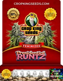 Presidential Runtz Feminized