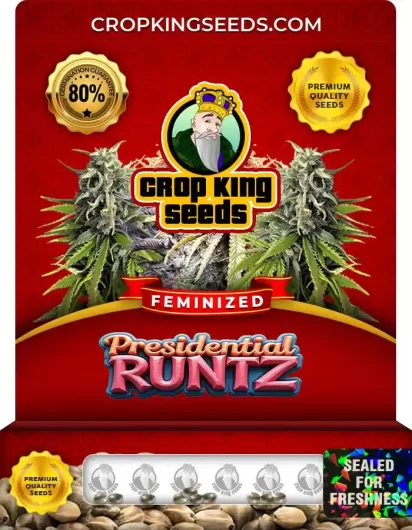 Presidential Runtz Feminized