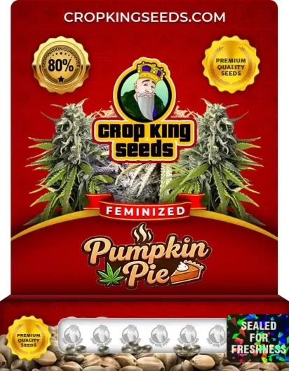 Pumpkin Pie Feminized