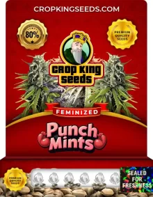 Punch Mints Feminized