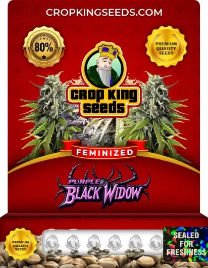 Purple Black Widow Feminized