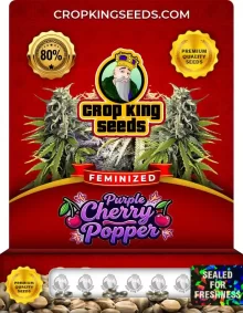 Purple Cherry Popper Feminized
