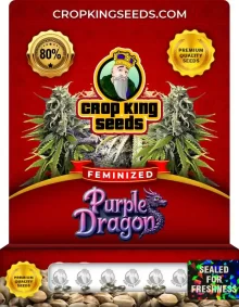 Purple Dragon Feminized