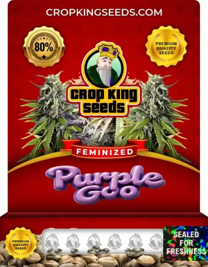 Purple Goo Feminized