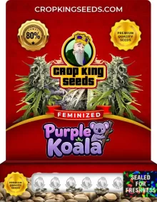 Purple Koala Feminized