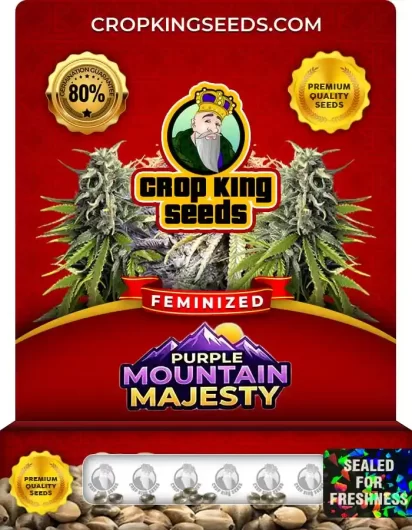 Purple Mountain Majesty Feminized