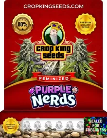 Purple Nerds Feminized