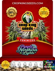 Purple Northern Lights Feminized