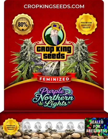 Purple Northern Lights Feminized