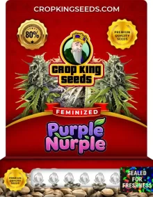 Purple Nurple Feminized