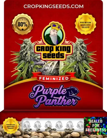 Purple Panther Feminized