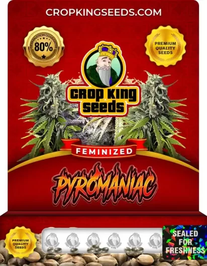 Pyromaniac Feminized