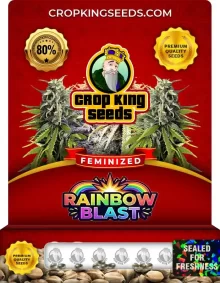 Rainbow Blast Feminized