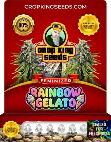 Rainbow Gelato Feminized