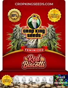 Red Biscotti Feminized