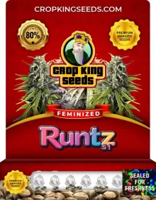 Runtz S1 Feminized