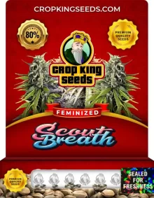 Scout Breath Feminized