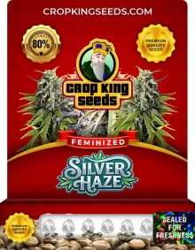 Silver Haze Feminized