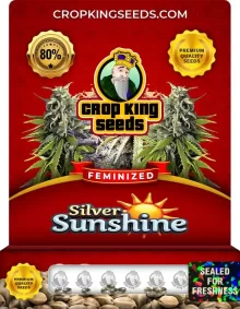 Silver Sunshine Feminized