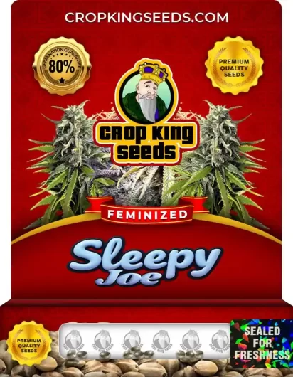 Sleepy Joe Feminized