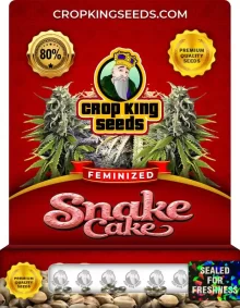 Snake Cake Feminized