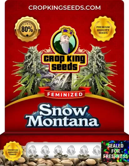 Snow Montana Feminized