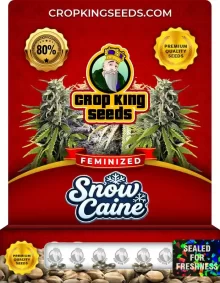 Snowcaine Feminized