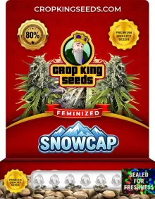 Snowcap Feminized
