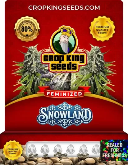 Snowland Feminized
