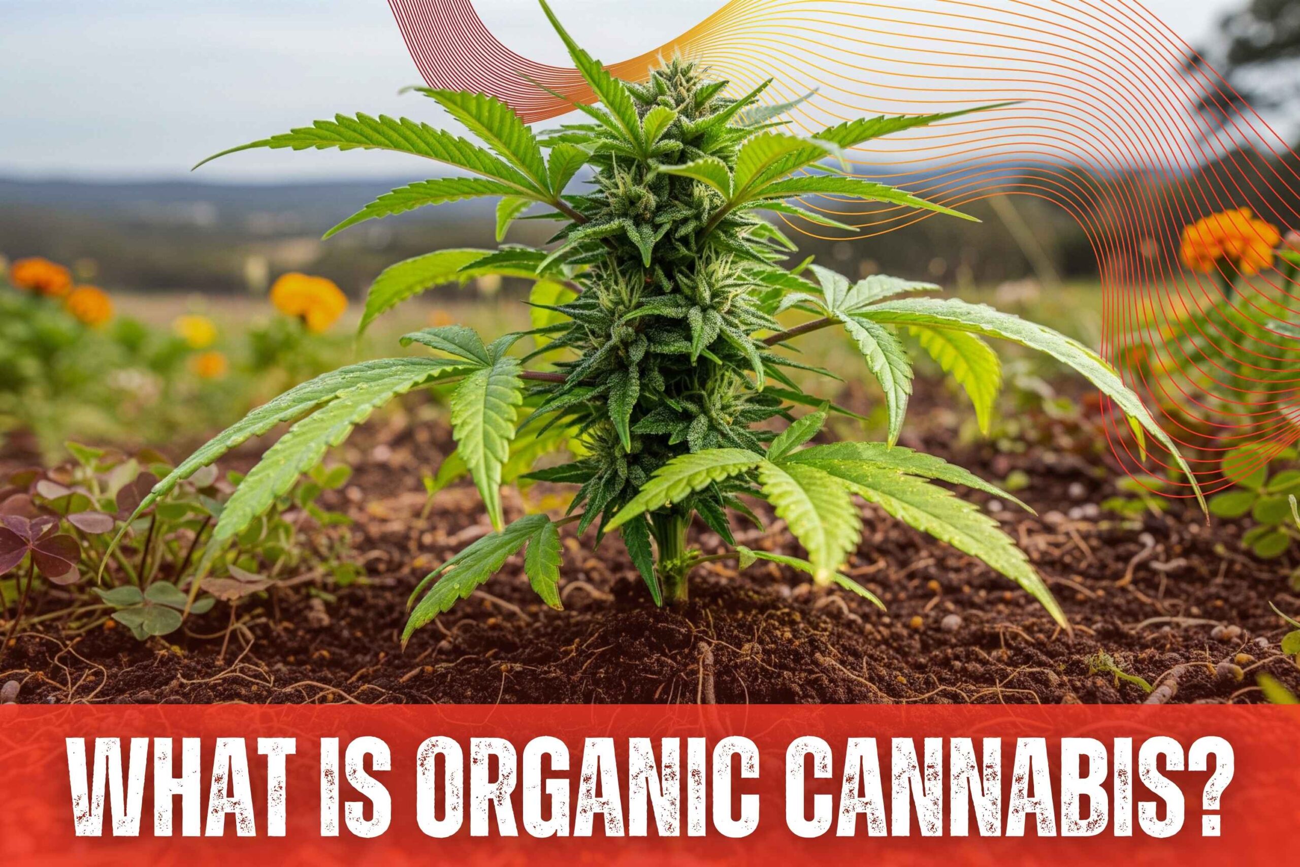 What Is Organic Cannabis and Why Does It Matter