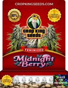 Midnight Berry Feminized Seeds