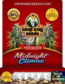 Midnight Climax Strain