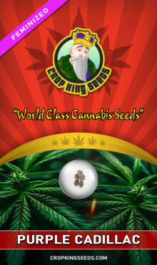 Purple Cadillac Feminized