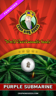 Purple Submarine Feminized