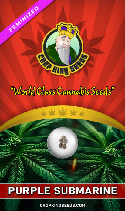 Purple Submarine Feminized