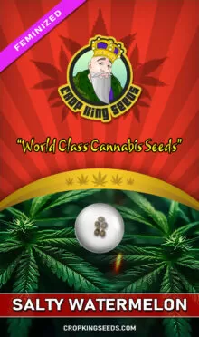 Salty Watermelon Feminized