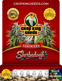 Sherbadough Strain