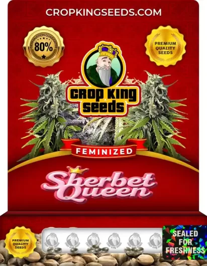 Sherbet Queen Strain