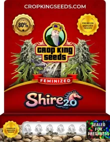 Shire 2.0 Strain