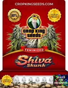 Shiva Skunk Strain